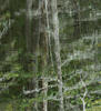 _A003384cr.jpg